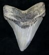 Megalodon Tooth - Calvert Cliffs, Maryland #20454-1